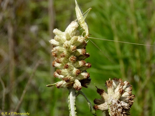 {Pterocaulon pycnostachyum}